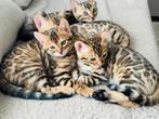 Bengaal kittens met stamboom, Dieren en Toebehoren, Katten en Kittens | Raskatten | Korthaar, Meerdere dieren, Gechipt, 0 tot 2 jaar