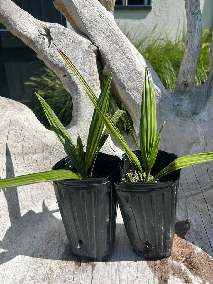 Phoenix canariensis – Canarische dadelpalm, Bio, Tuin en Terras, Planten | Bomen, Palmboom, Minder dan 100 cm, Volle zon, In pot