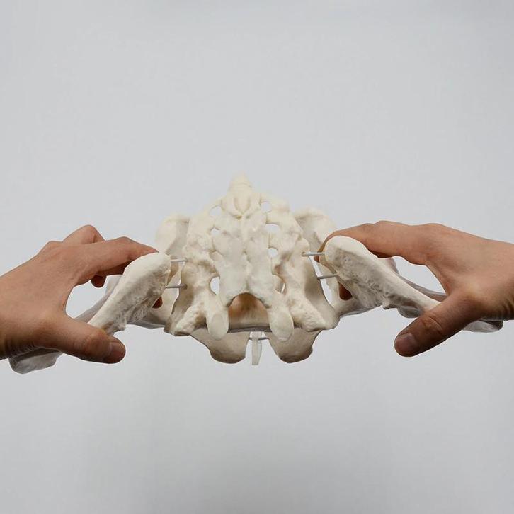 Vrouwelijke Bekken Menselijk Anatomie Model / School Medisch, Diversen, Schoolbenodigdheden, Nieuw, Verzenden