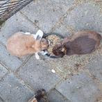 Konijnen dwerg en hangoor, Dieren en Toebehoren, Konijnen, Vrouwelijk, Dwerg, Hangoor
