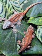 Tamme jonge gargoyle gekko, Dieren en Toebehoren, Hagedis, Tam