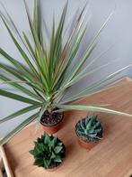 3 kamerplantjes 8-25cm, Huis en Inrichting, Kamerplanten, Ophalen, Overige soorten, Halfschaduw, In pot