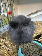 Konijnen 2 stuks, Dieren en Toebehoren, Konijnen, Meerdere dieren, Klein, 3 tot 5 jaar