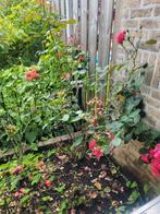 Diverse rozenstruiken +/- 30 stuks, Ophalen, Zomer, Overige soorten, Volle zon