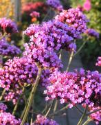 Verbena bonariensis IJzerhard 2 euro, Volle zon, Vaste plant, Zomer, Ophalen