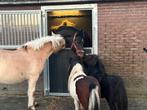 Stalhulp gezocht Putten, Diensten en Vakmensen, Dieren | Paarden | Verzorging, Oppas en Les