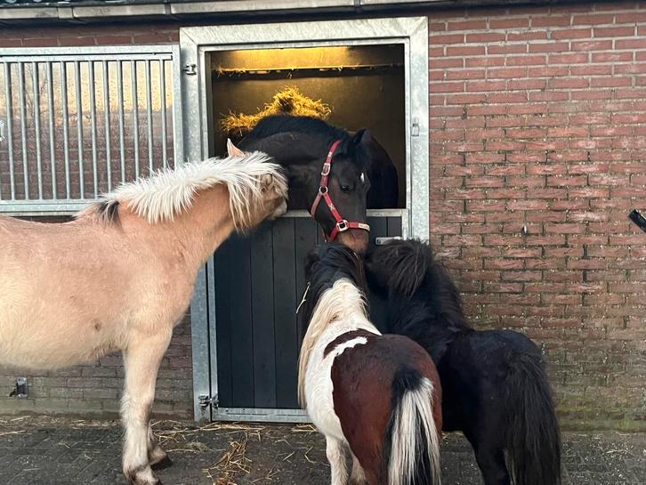 Stalhulp gezocht Putten, Diensten en Vakmensen, Dieren | Paarden | Verzorging, Oppas en Les