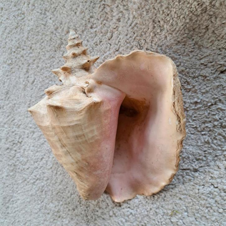 Koningsschelp of karko / roze vleugelhoorn, Verzamelen, Mineralen en Fossielen, Schelp(en), Ophalen of Verzenden