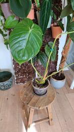 philodendron sodiroi aff x pastazanum, Huis en Inrichting, Kamerplanten, Ophalen of Verzenden, Overige soorten, Minder dan 100 cm