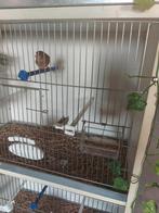 Kneu x kapoetsensijs, Dieren en Toebehoren, Vogels | Overige Vogels, Meerdere dieren, Wildzangvogel, Geringd