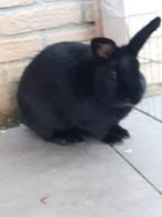 Konijn te koop, Dieren en Toebehoren, Konijnen, Mannelijk, Middelgroot, 0 tot 2 jaar