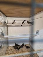 21 tropische duiven, Dieren en Toebehoren, Meerdere dieren, Overige soorten