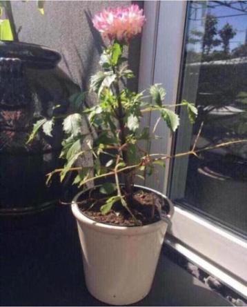 witte beige keramische bloempotten diverse biolog. planten beschikbaar voor biedingen