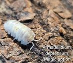 Armadillidium depressum 'Magic potion', Dieren en Toebehoren, Insecten en Spinnen, Overige soorten