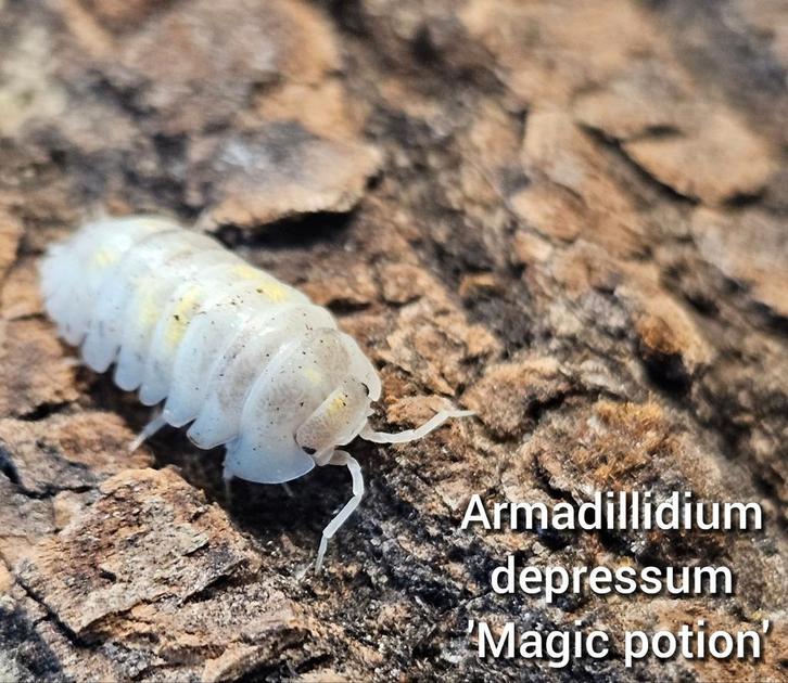 Armadillidium depressum 'Magic potion', Dieren en Toebehoren, Insecten en Spinnen, Overige soorten