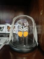 Echte Vlinder in stolp, Ophalen of Verzenden, Zo goed als nieuw, H, H