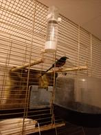 Zeer mooie schamalijter man met vaste  voet ring, Dieren en Toebehoren, Vogels | Kanaries, Mannelijk, Kleurkanarie