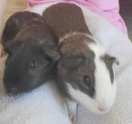 2 lieve rustige cavia,s met geboortecertificaat. Incl grote, Dieren en Toebehoren, Ophalen, Kooi, 90 cm of meer, Cavia