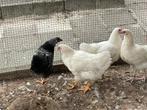 Barnevelder hennen, Dieren en Toebehoren, Vrouwelijk, Kip