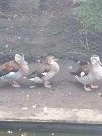 roodschouder taling, Dieren en Toebehoren, Vrouwelijk, Tropenvogel