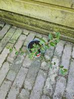 Dwergmispel, Tuin en Terras, Ophalen, Volle zon