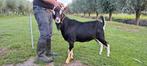 Zwarte Toggenburger / Alpine bok te koop CAE en CL vrij, Dieren en Toebehoren, Schapen, Geiten en Varkens, Mannelijk, Geit, 0 tot 2 jaar