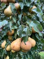 Stoofperen van het ras Gieser Wildeman, Ophalen