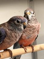 Bourke parkieten - wildkleur (2025), Meerdere dieren, Geringd