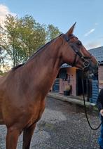 Knappe 10 jarige ruin, Dieren en Toebehoren, Paarden, Gechipt, Ruin, Zadelmak, 7 tot 10 jaar