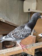 Duivenkuiken te koop, Dieren en Toebehoren, Vogels | Duiven