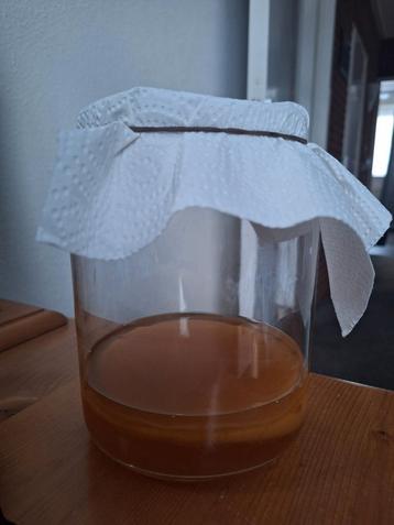 Kombucha scoby + startersvloeistof beschikbaar voor biedingen