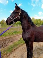 Luxe friese jaarling hengst, Dieren en Toebehoren, Hengst, 0 tot 2 jaar, Minder dan 160 cm