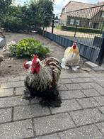 Gratis cochin haan, Dieren en Toebehoren, Pluimvee, Mannelijk, Kip