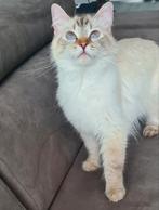 Ragdoll x Siamees kittens , laatste dametje 💖, Dieren en Toebehoren, Katten en Kittens | Raskatten | Langhaar, Meerdere dieren