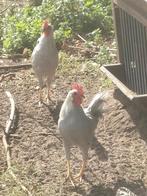 Leghorn kriel haantjes, Dieren en Toebehoren, Mannelijk, Kip