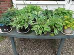 Hosta´s, verschillende soorten, Vaste plant, Halfschaduw, Zomer, Ophalen