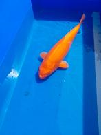Koi Orenji Ogon, Karper of Koi