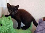 Kittens poesje 11 wkn, Dieren en Toebehoren, Katten en Kittens | Overige Katten, Meerdere dieren, Kortharig, 0 tot 2 jaar