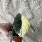 Alocasia melo variegata, Huis en Inrichting, Kamerplanten, Ophalen of Verzenden, Halfschaduw, Minder dan 100 cm