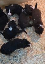 Appenzeller pups te koop, Dieren en Toebehoren, Honden | Niet-rashonden, 8 tot 15 weken, Meerdere dieren, Eén hond, Nederland