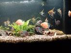 amerikaanse cichliden te koop, Dieren en Toebehoren, Vis