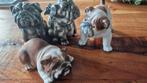 Engelse bulldogs beeldjes, Ophalen of Verzenden, Dier