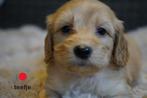 Leuke kruising labradoodle pups, medium., Dieren en Toebehoren, Honden | Chihuahua's en Gezelschapshonden, Nederland, Overige rassen