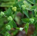 Mollenkruid, heksenmelk, rattenkruid, Euphorbia lathyris, Tuin en Terras, Planten | Tuinplanten, Overige soorten, Eenjarig, Ophalen of Verzenden