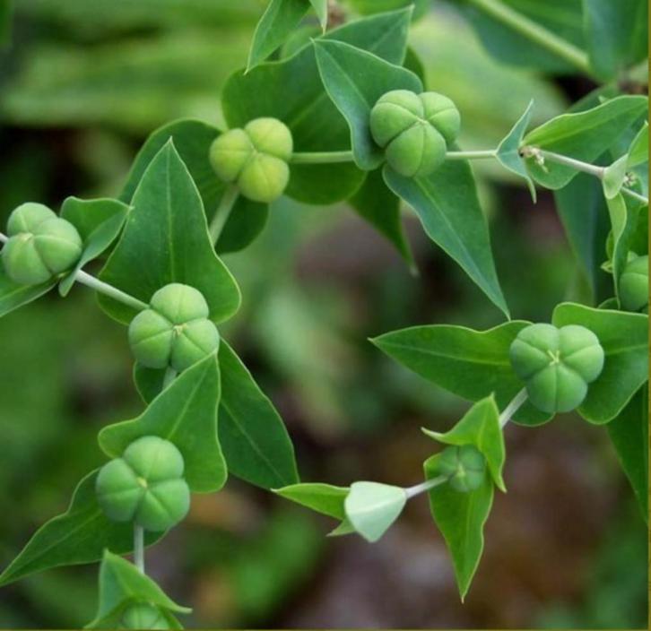 Mollenkruid, heksenmelk, rattenkruid, Euphorbia lathyris, Tuin en Terras, Planten | Tuinplanten, Eenjarig, Overige soorten, Halfschaduw