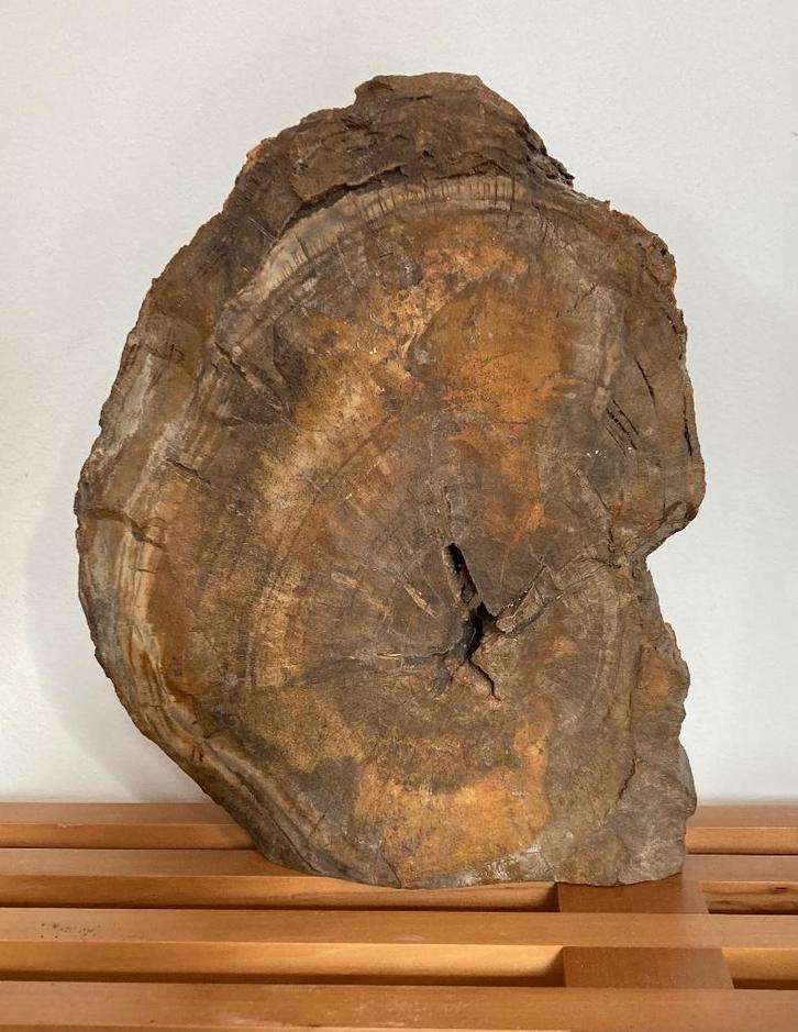 Fossiele boomstam, Verzamelen, Mineralen en Fossielen, Fossiel, Ophalen of Verzenden