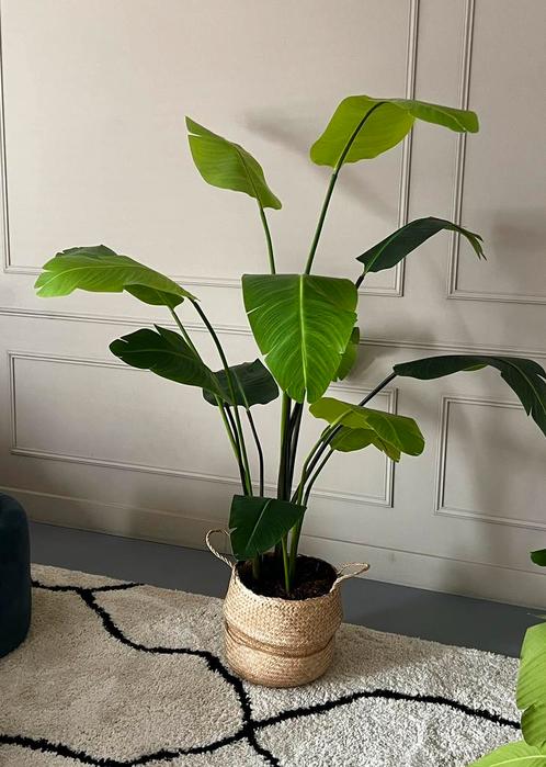 Kunst Strelitzia nicolai 180 cm in mandje (Emerald), Huis en Inrichting, Kamerplanten, Overige soorten, 150 tot 200 cm, Ophalen of Verzenden