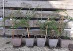 Zwarte gojibes (Lycium ruthenicum) dragen al vruchten, Ophalen, Volle zon, Vaste plant, Fruitplanten