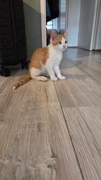Lieve kittens zoeken nog een lief baasje <3, Dieren en Toebehoren, Katten en Kittens | Overige Katten, Meerdere dieren, Kortharig