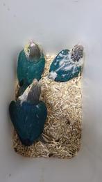 3 x jonge pyrrhura Turquoise Opaline DF violet., Meerdere dieren, Parkiet, Geringd